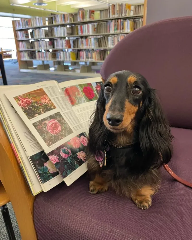 The 10 Best Branches Of The Dallas Public Library