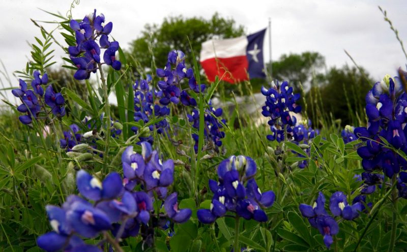 The Bluebonnet is one plant that can withstand the Texas heat.