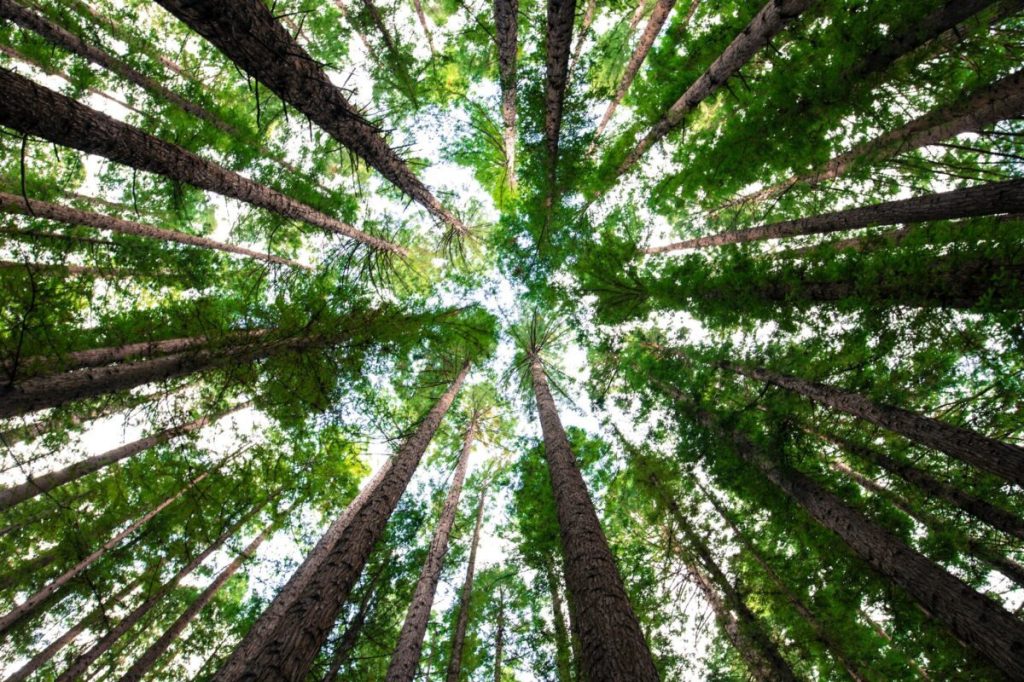 Post-storm tree care: What Dallas residents need to know