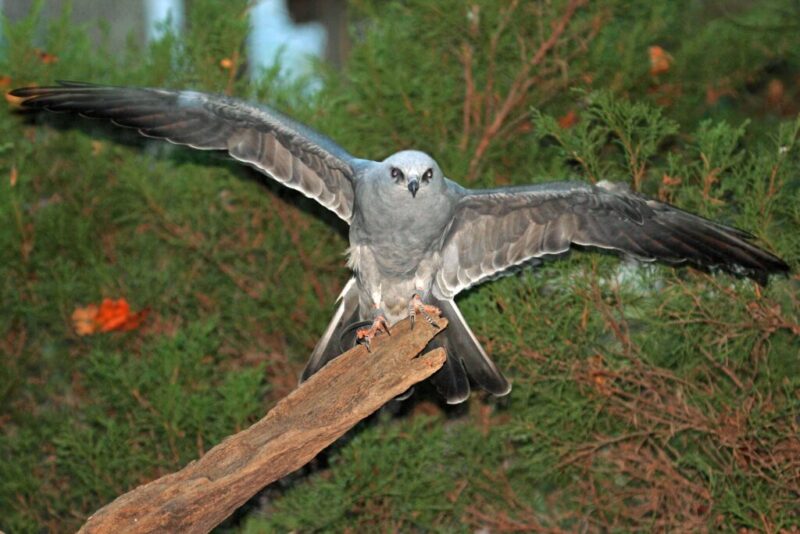 Autumn migrations: 8 beautiful birds to spot flying over Texas