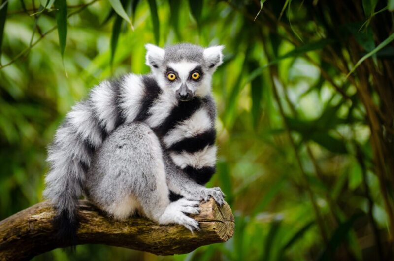 8 exotic animals you won’t believe are legal to own in Texas