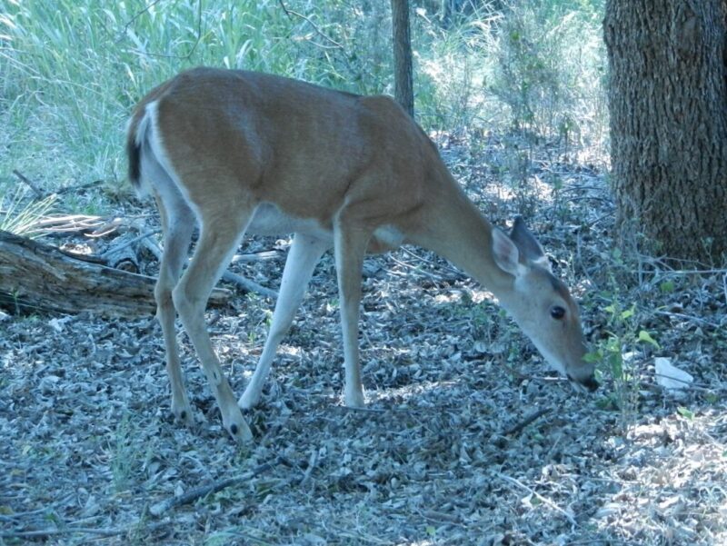 9 spots for cozy winter camping in Texas