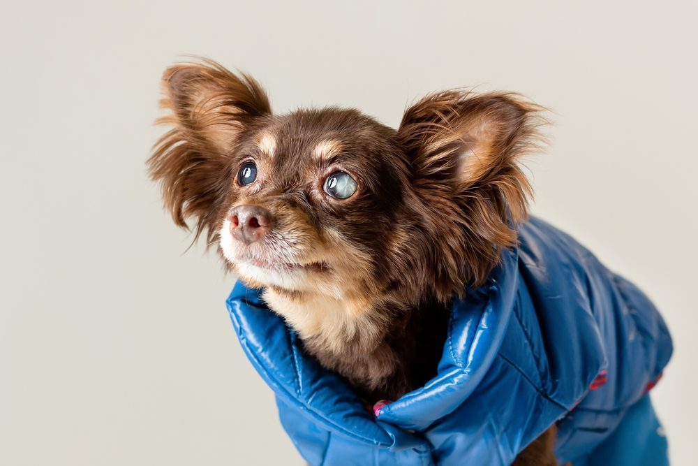 Doggone: November is National Adopt a Senior Pet month