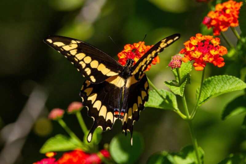 Container Gardening 101: Everything Texas Gardeners Need to Know