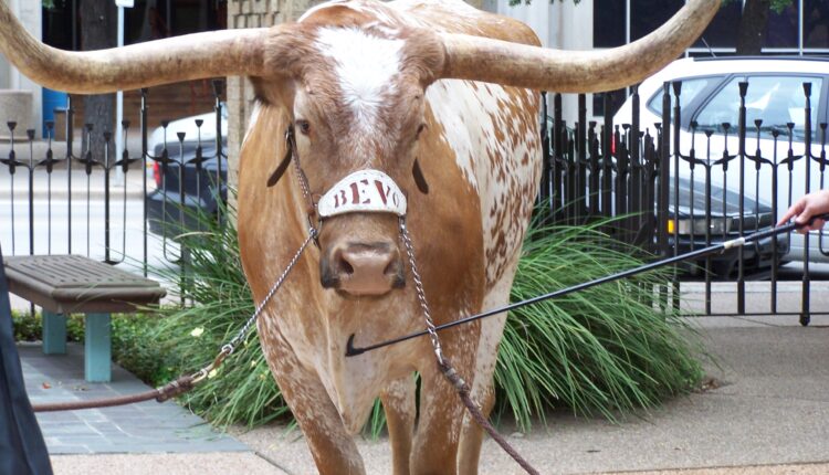 6 legendary Texas animals (and the stories behind them)