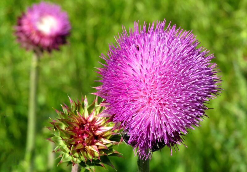 Where to wander through wildflowers in Dallas-Fort Worth