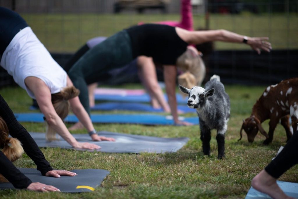 6 places that host goat yoga in Dallas-Fort Worth