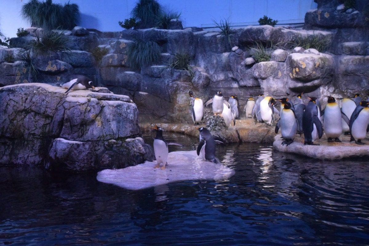 Penguins at Moody Gardens 