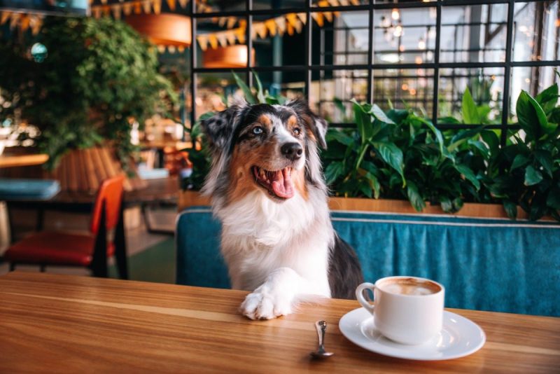 dog sitting at a table in a dog-friendly restaurant.