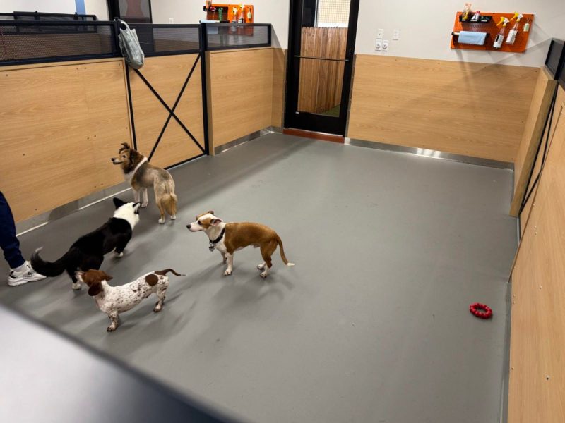 dogs frolic at yardstick, dallas' new boutique dog hotel