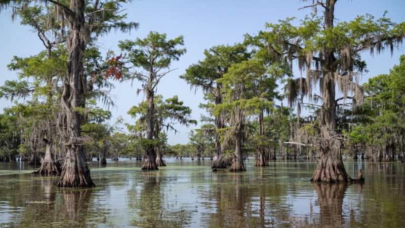 a lake in texas with trees growing up out of it