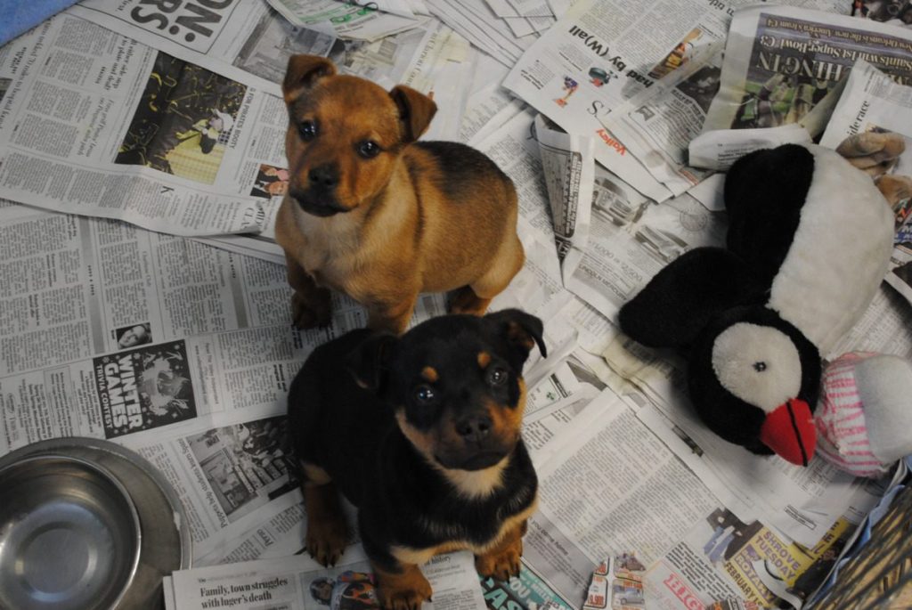 Dallas achieves unprecedented growth in pet adoptions