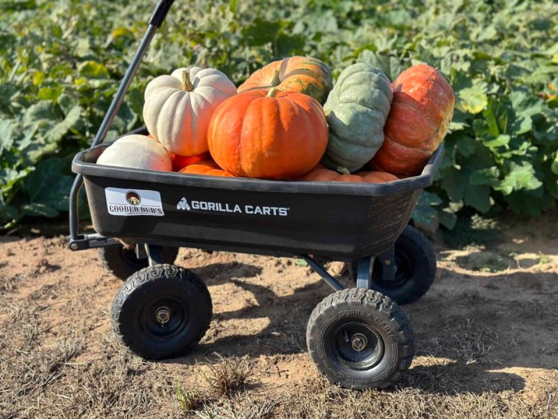 You can pick your own flower bouquets, cut pumpkins from the vine, and select produce for all your fall soups at one of these cool spots in Dallas-Fort Worth.