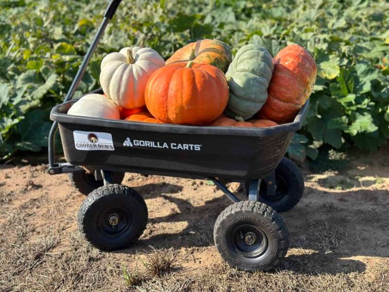 You can pick your own flower bouquets, cut pumpkins from the vine, and select produce for all your fall soups at one of these cool spots in Dallas-Fort Worth.
