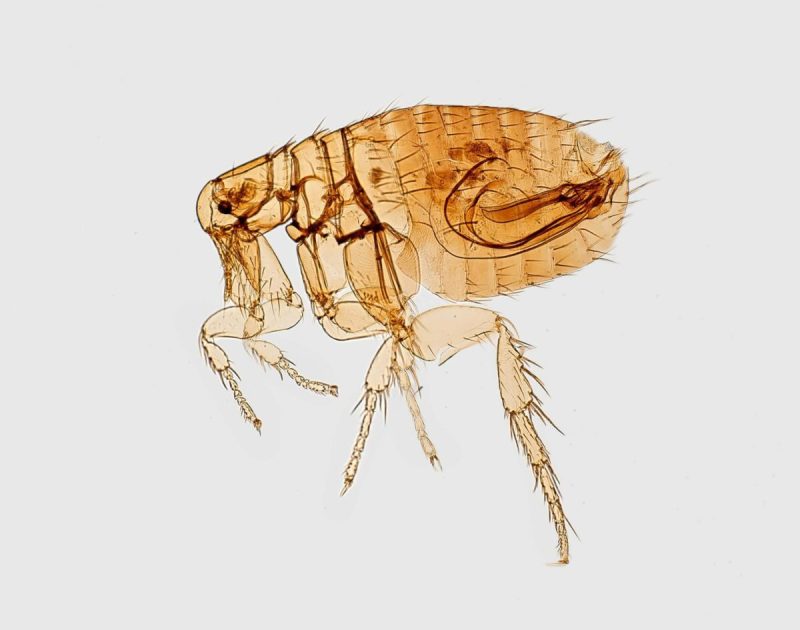Texas is currently experiencing an alarming increase of flea-borne typhus cases.