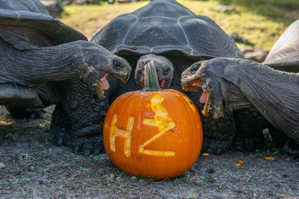 8 Halloween events in Houston, from family-friendly to frightening