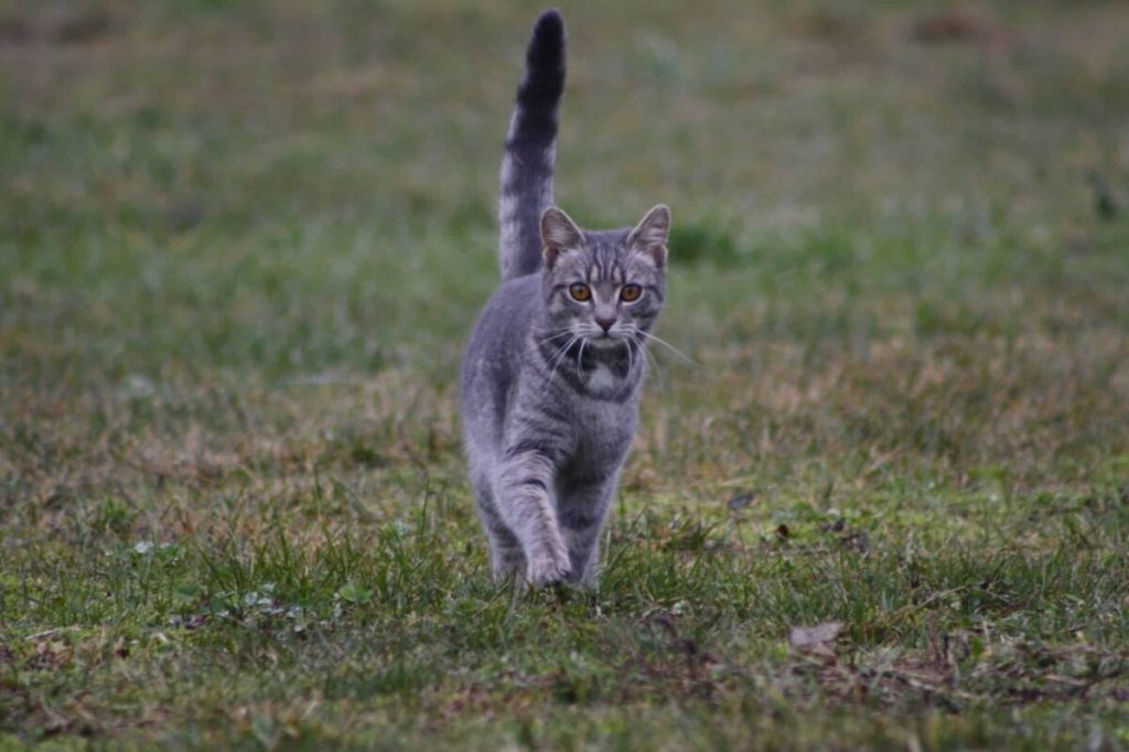 Dallas neighbors rally for community cat protections in city’s animal code