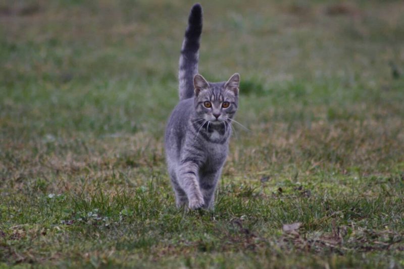 In Dallas, outdoor cats are as much a part of the community as its non-feline residents.