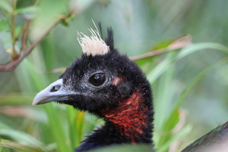 The San Antonio Zoo is celebrating the recent hatching of two Congo peafowl chicks.
