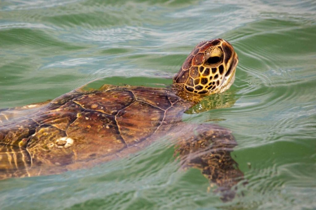 Shell-ebration in the Gulf: Over 100 sea turtles swim free again