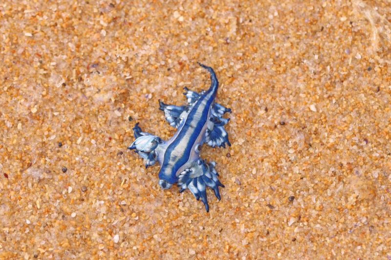 Rare blue dragon slugs are washing up on Texas’s shoreline.