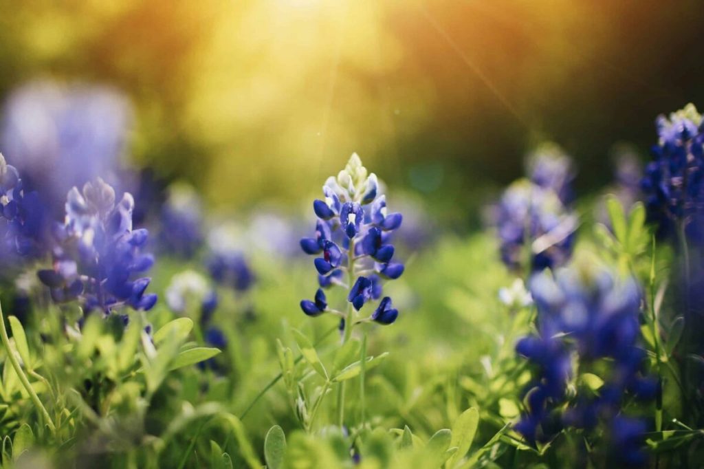 📸 Get your bluebonnet photos here 🪻
