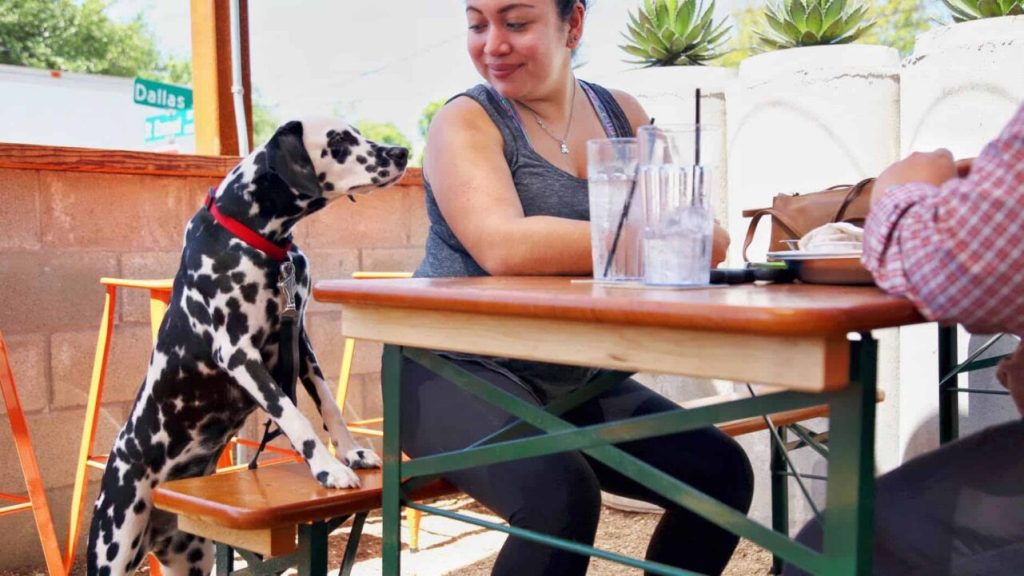 9 dog-friendly restaurants in Dallas-Fort Worth
