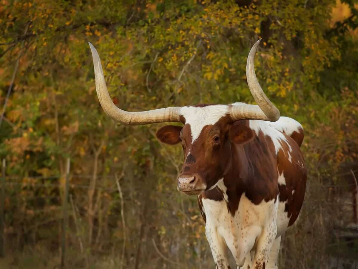 The storied history of Texas Longhorn cattle