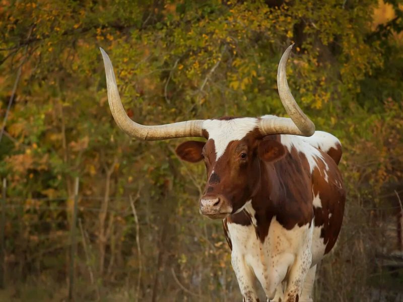 Texas Longhorn cattle are the official large mammal symbol of Texas, with a storied history from mingling with Christopher Columbus to a record-breaking auction in Fort Worth, plus lots of notable moments in between.
