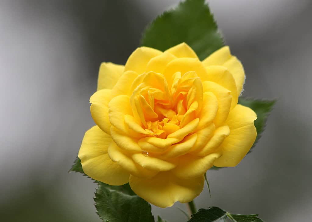 The Yellow Rose of Texas: Myth vs. reality