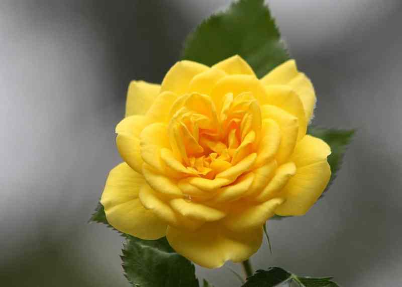 As with many folk songs, there’s plenty of legend behind the origin of “The Yellow Rose of Texas.”
