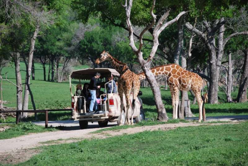 From big cats to reptiles, these animal sanctuaries in Texas rescue wildlife in need and promote conservation.