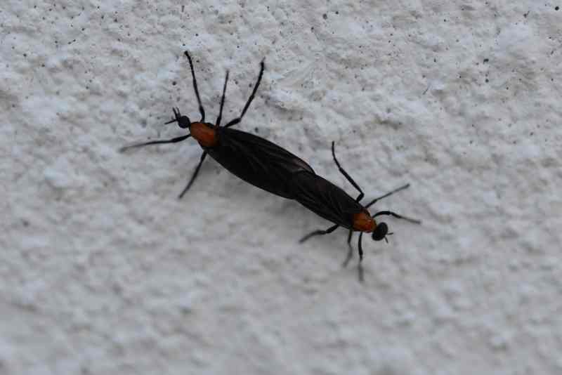 Lovebugs are plaguing the Gulf Coast in pairs, as they spend most of their adult lives attached to their mates.