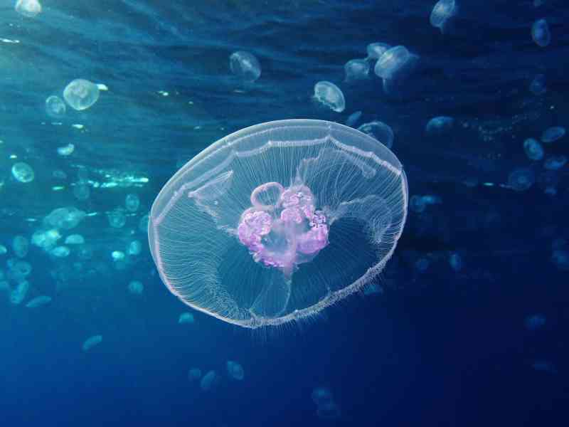 A new species of moon jellyfish, Aurelia profunda, has been discovered in the Gulf of Mexico.