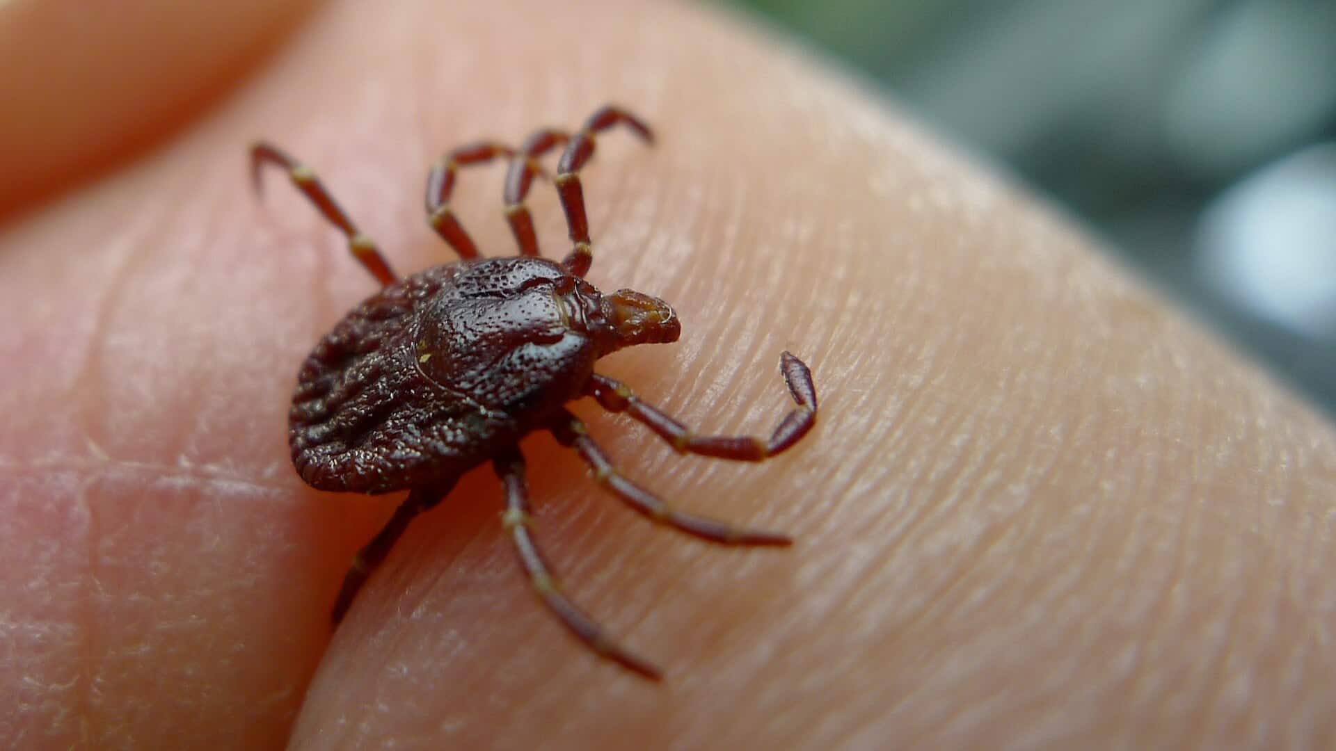 Tick bites in Texas are a growing concern. Here’s how to protect your household