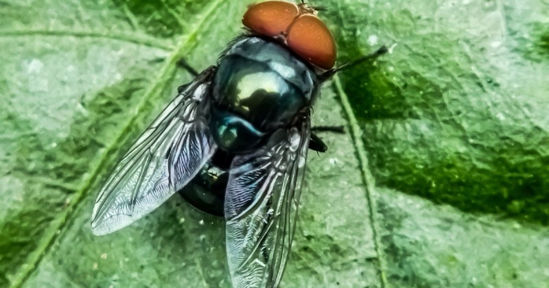 A female fly on a leaf.