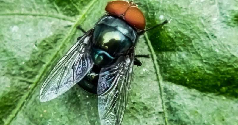 A female fly on a leaf.