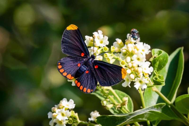 A red-bordered pixie butterfly feeding on garden flowers at the National Butterfly Center in Mission, Texas