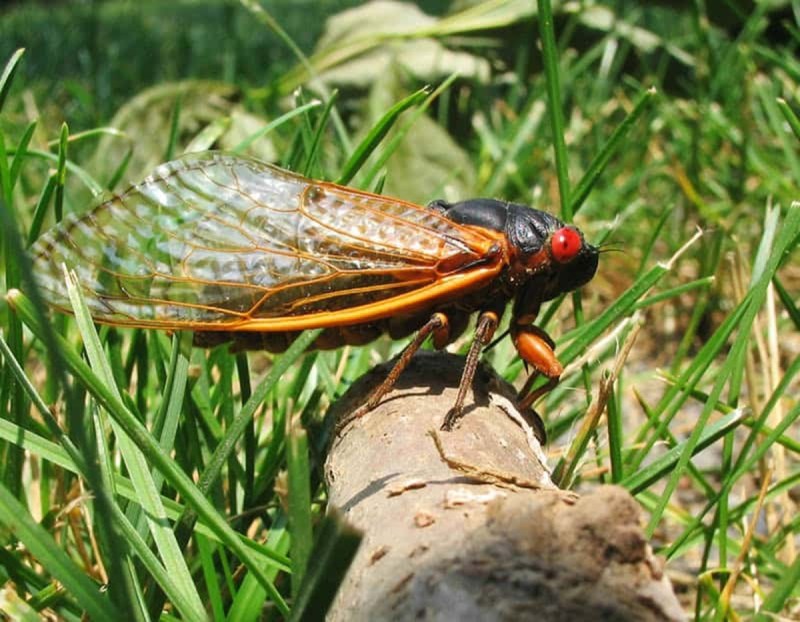 A cicada perched in a field