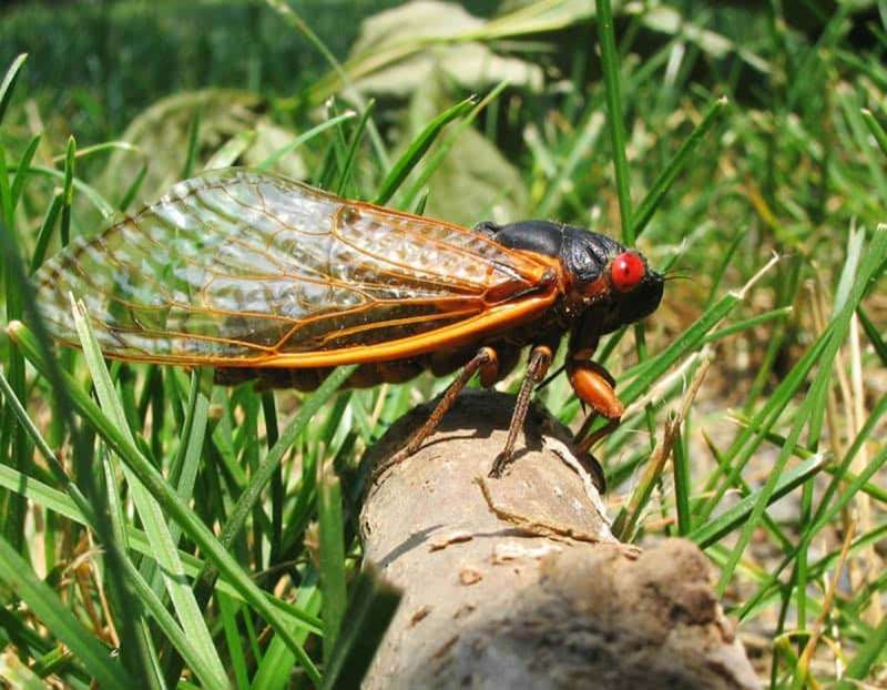 A cicada perched in a field