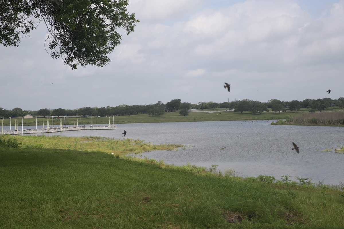 Swallows flit along Lake Corpus Christi