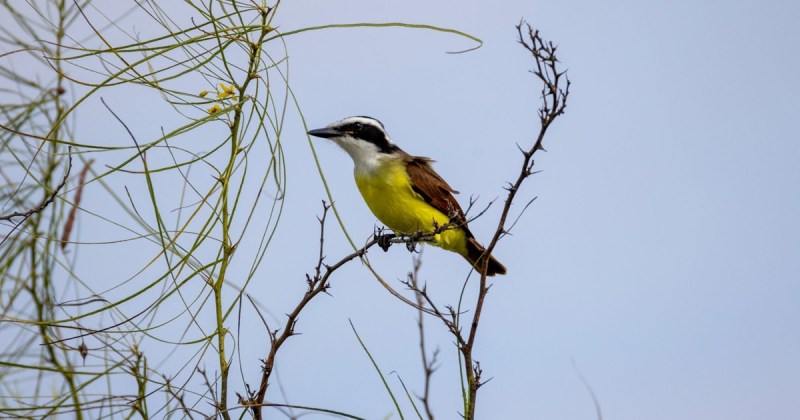 A bird at the Aransas National Wildlife Refuge