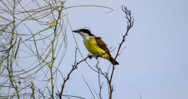 A bird at the Aransas National Wildlife Refuge