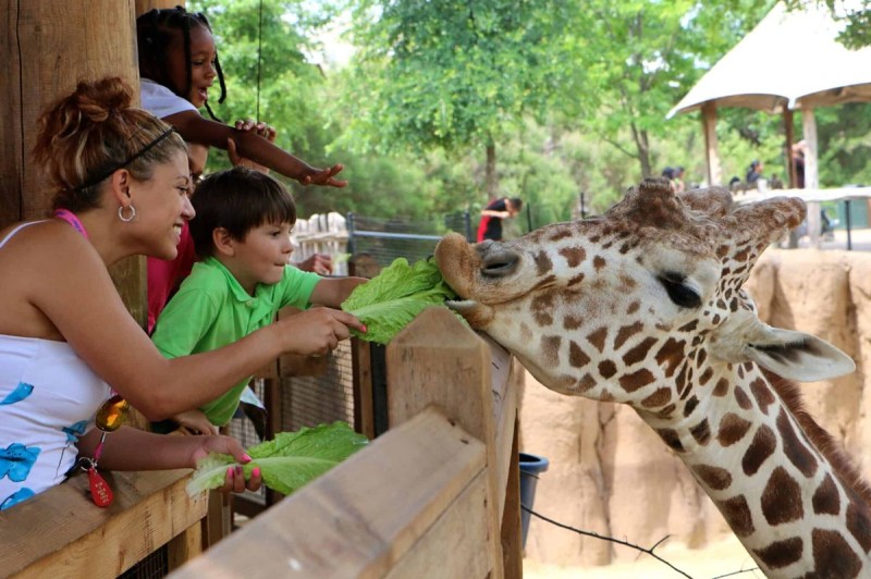 A woman and child feed lettuce to a giraffe at the Dallas Zoo