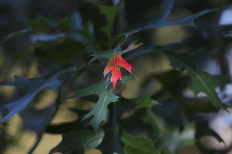 A touch of red starts to creep into a tree in Ellison Park in Penfield Thursday, Oct. 16, 2025, as may have been predicted by the Old Farmer's Almanac.
