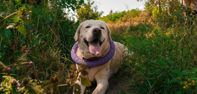 A dog in the summer heat