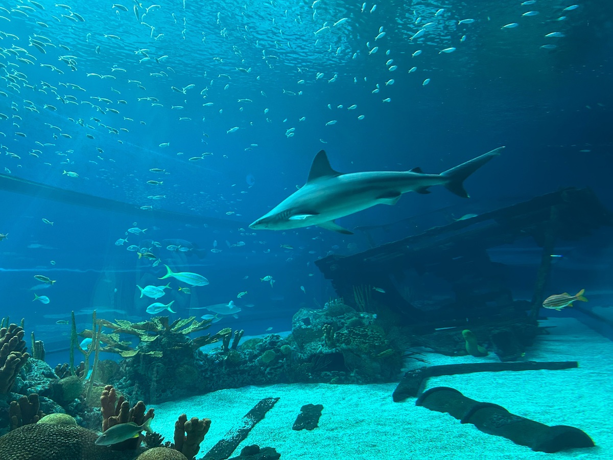 A shark at the Texas State Aquarium