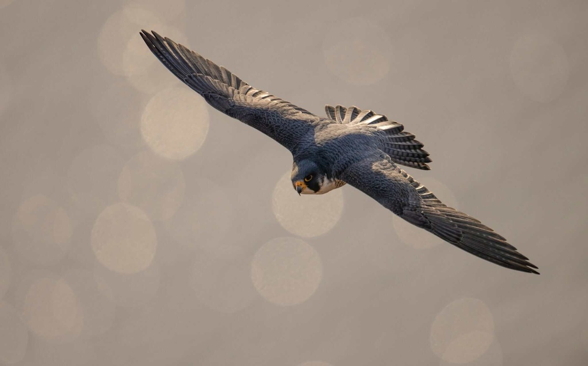 bird migration