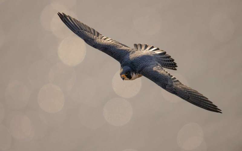 bird migration