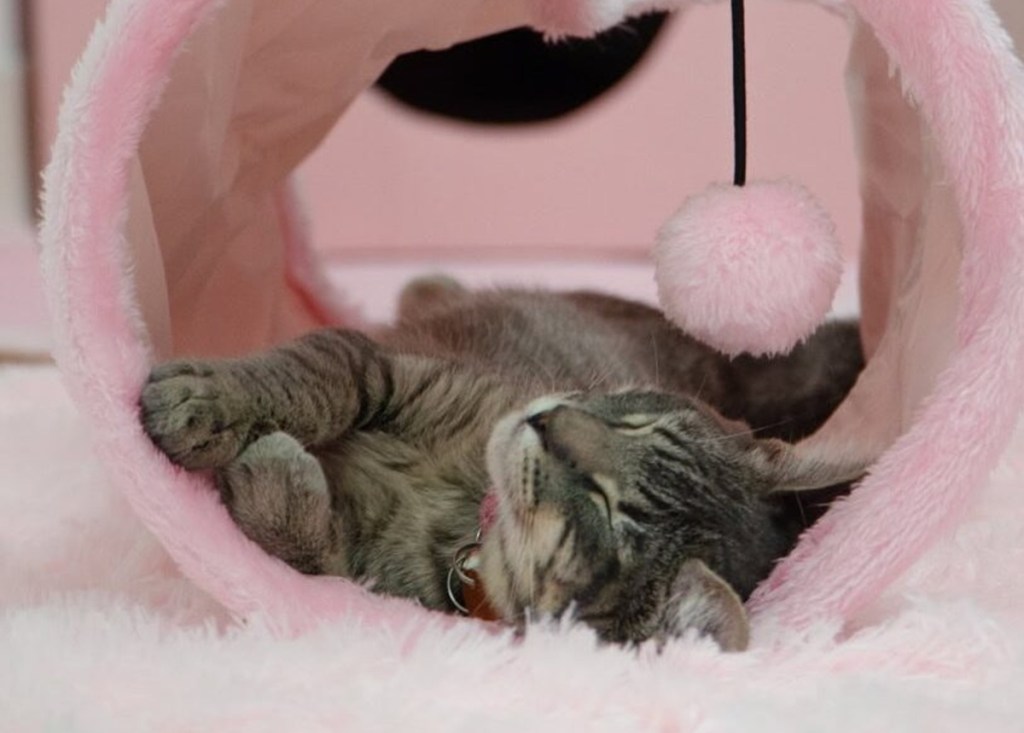 The 5 cozy and adorable cat cafes in Dallas-Fort Worth